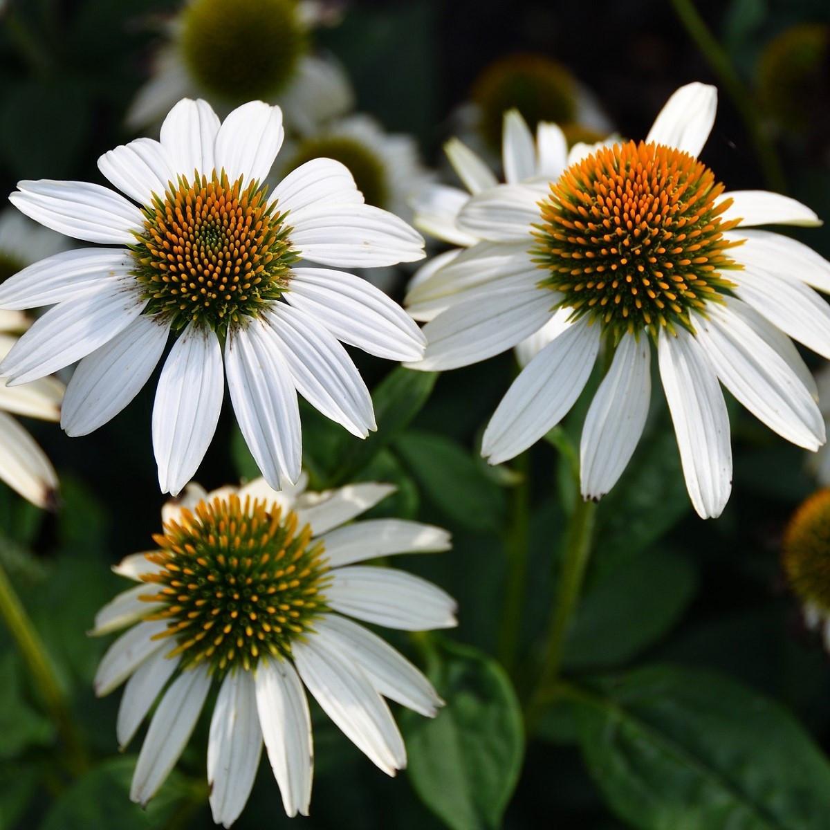 G399 Echinacea Purpurea 'white Swan' - View 15 from www redcrocus com