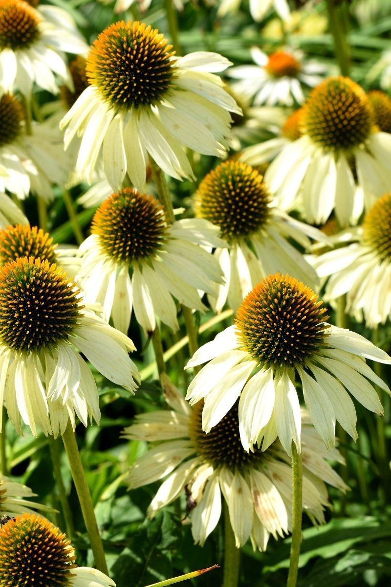 G399 Echinacea Purpurea 'white Swan' - View 18 from www redcrocus com
