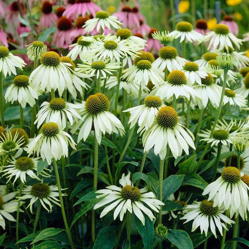 G399 Echinacea Purpurea 'white Swan' - View 19 from www redcrocus com