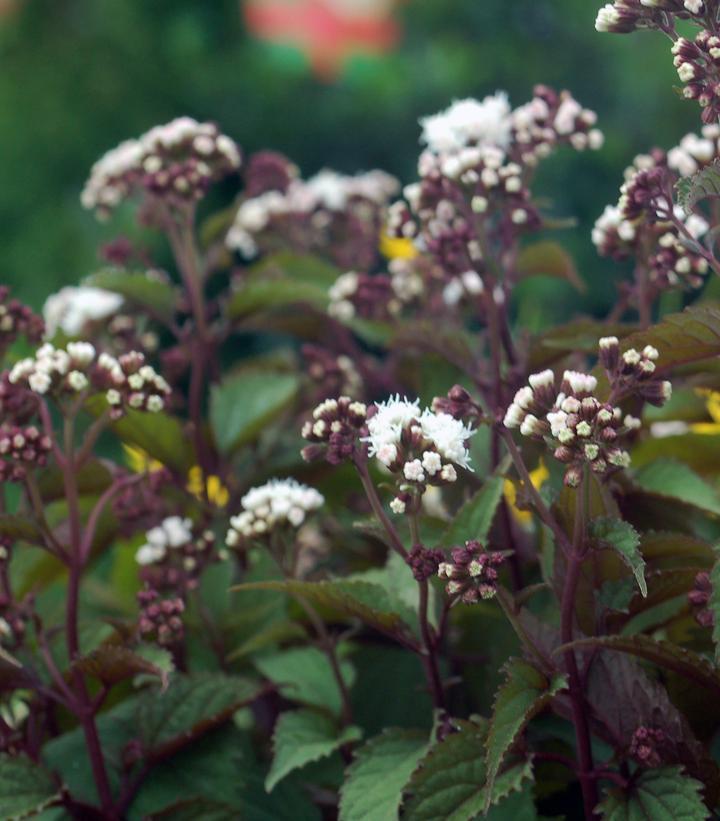 G429 Eupatorium Rugosum Chocolate - View 11 from www redcrocus com