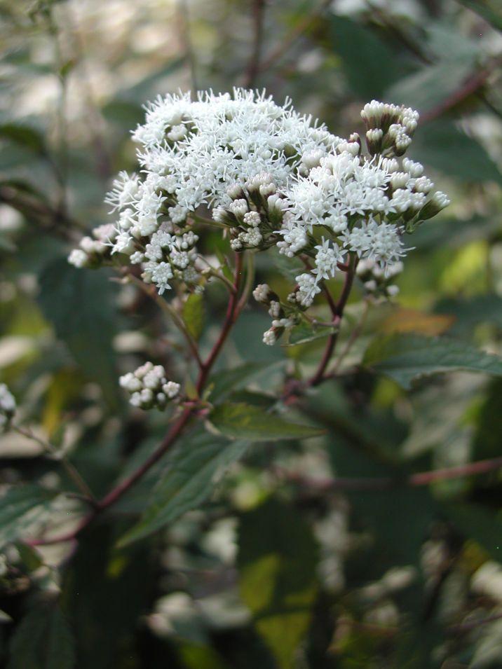 G429 Eupatorium Rugosum Chocolate - View 12 from www redcrocus com