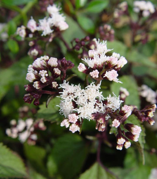 G429 Eupatorium Rugosum Chocolate - View 1 from www redcrocus com