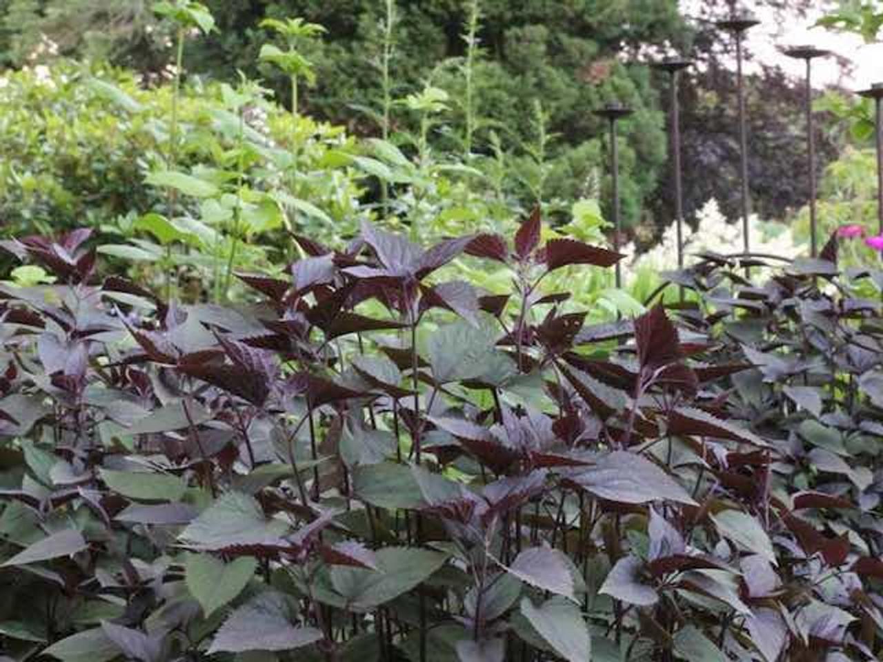 G429 Eupatorium Rugosum Chocolate - View 2 from www redcrocus com