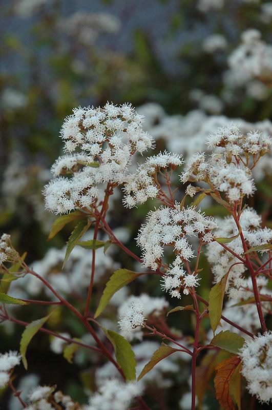 G429 Eupatorium Rugosum Chocolate - View 3 from www redcrocus com