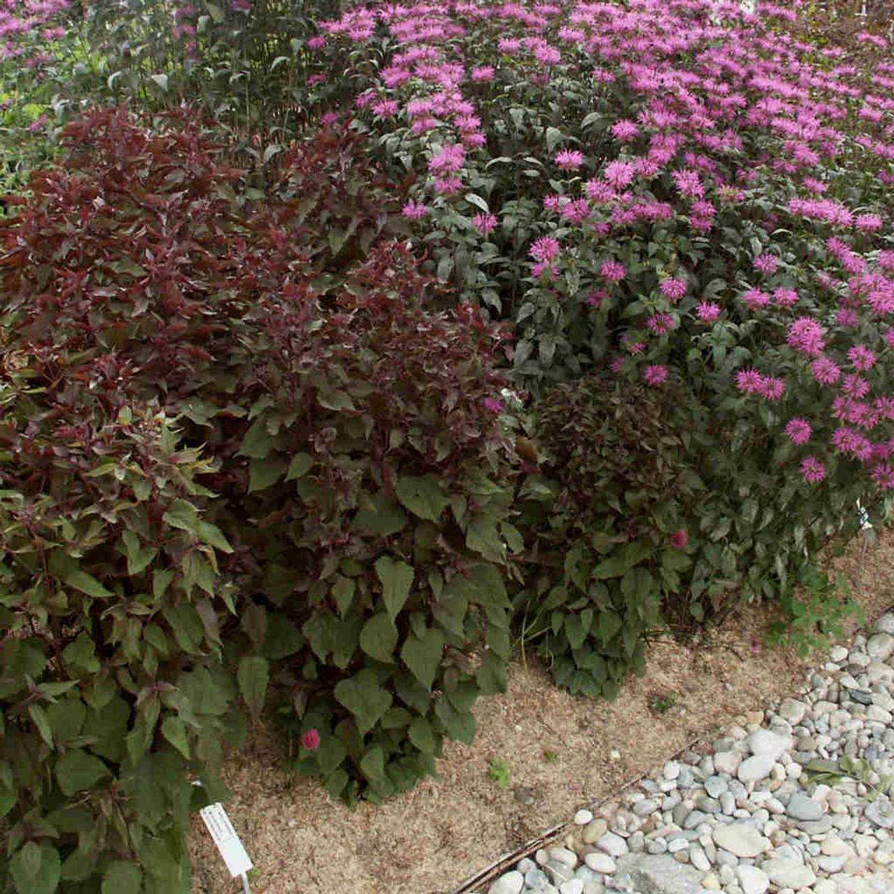 G429 Eupatorium Rugosum Chocolate - View 7 from www redcrocus com