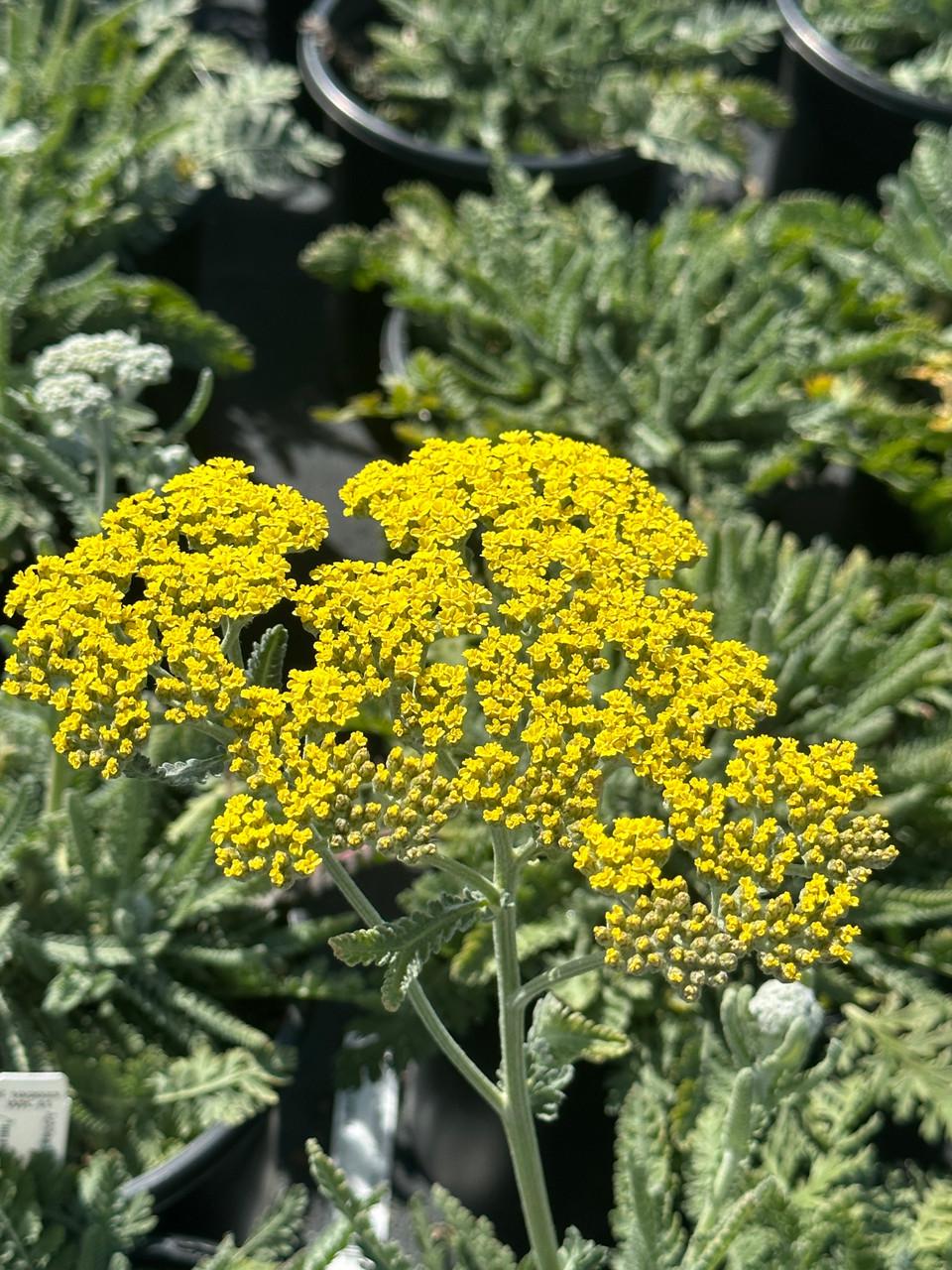 G458 Achillea 'moonshine' - View 12 from www redcrocus com