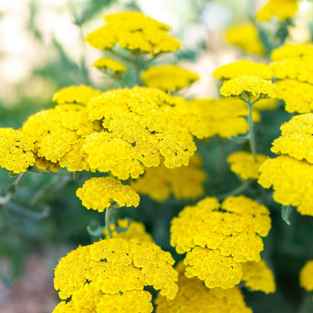G458 Achillea 'moonshine' - View 15 from www redcrocus com