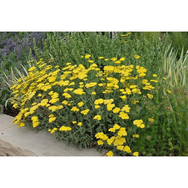 G458 Achillea 'moonshine' - View 16 from www redcrocus com