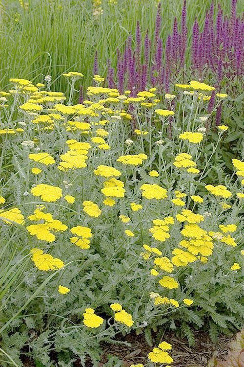 G458 Achillea 'moonshine' - View 17 from www redcrocus com