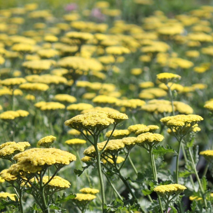 G458 Achillea 'moonshine' - View 19 from www redcrocus com