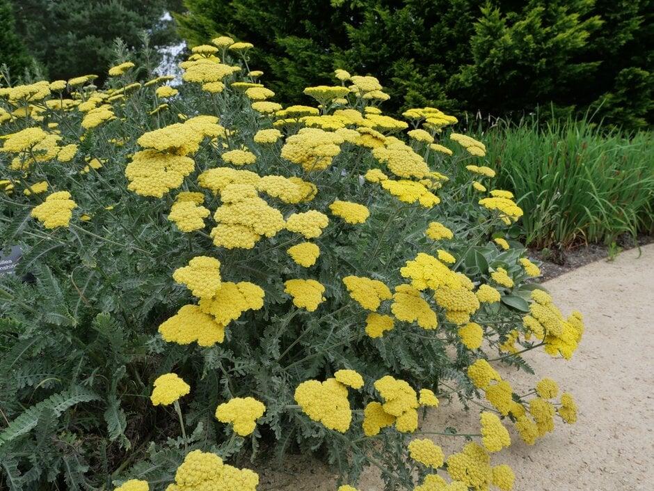 G458 Achillea 'moonshine' - View 1 from www redcrocus com