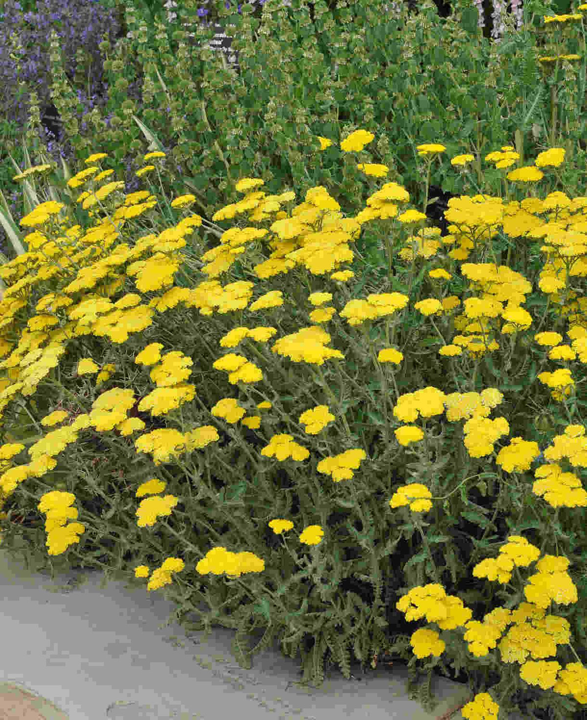 G458 Achillea 'moonshine' - View 20 from www redcrocus com