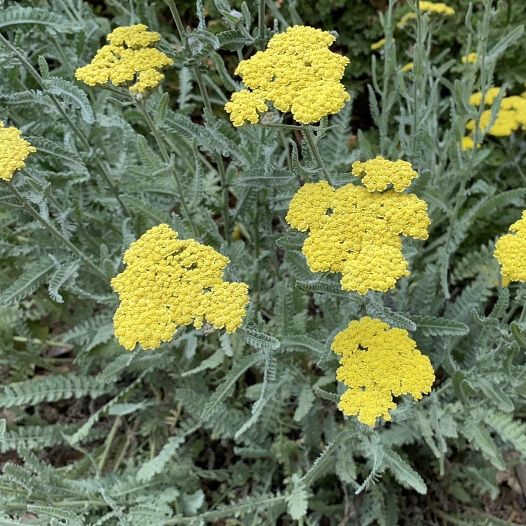 G458 Achillea 'moonshine' - View 22 from www redcrocus com