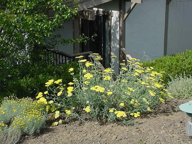 G458 Achillea 'moonshine' - View 23 from www redcrocus com