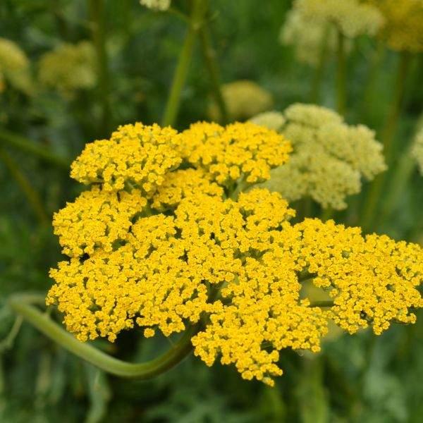 G458 Achillea 'moonshine' - View 24 from www redcrocus com