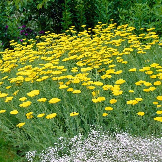 G458 Achillea 'moonshine' - View 25 from www redcrocus com