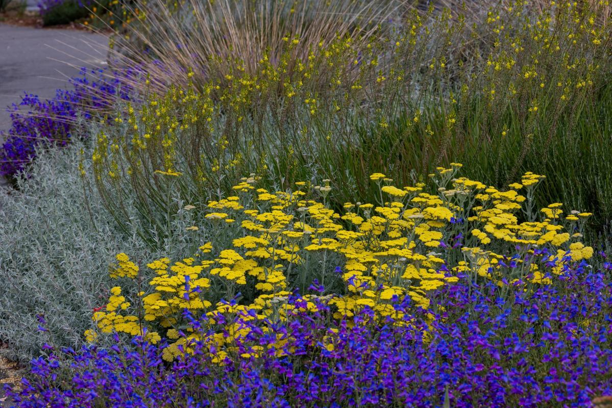 G458 Achillea 'moonshine' - View 26 from www redcrocus com