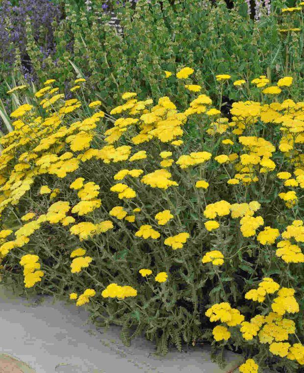 G458 Achillea 'moonshine' - View 28 from www redcrocus com
