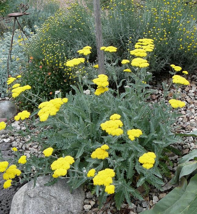 G458 Achillea 'moonshine' - View 29 from www redcrocus com