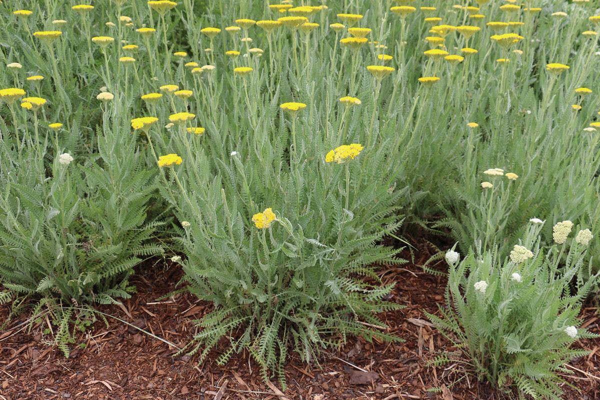 G458 Achillea 'moonshine' - View 30 from www redcrocus com