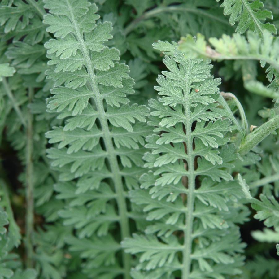 G458 Achillea 'moonshine' - View 31 from www redcrocus com