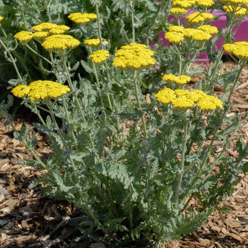 G458 Achillea 'moonshine' - View 34 from www redcrocus com
