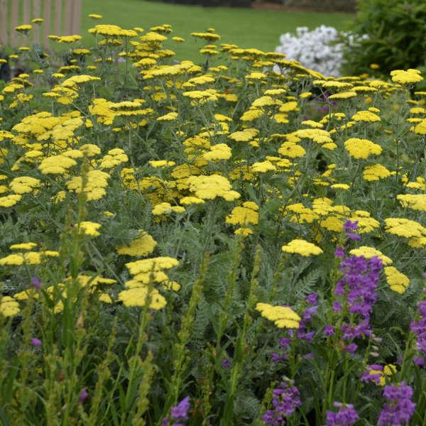 G458 Achillea 'moonshine' - View 35 from www redcrocus com