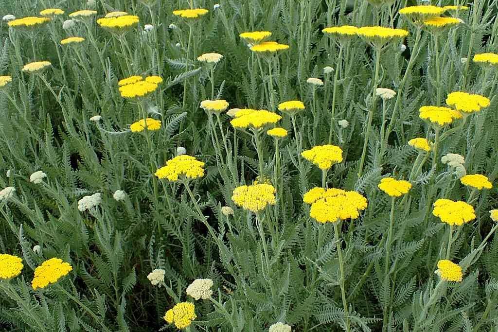 G458 Achillea 'moonshine' - View 3 from www redcrocus com