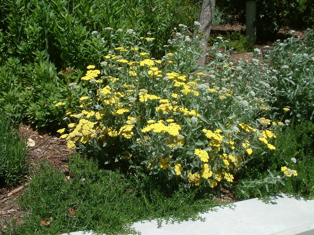 G458 Achillea 'moonshine' - View 6 from www redcrocus com