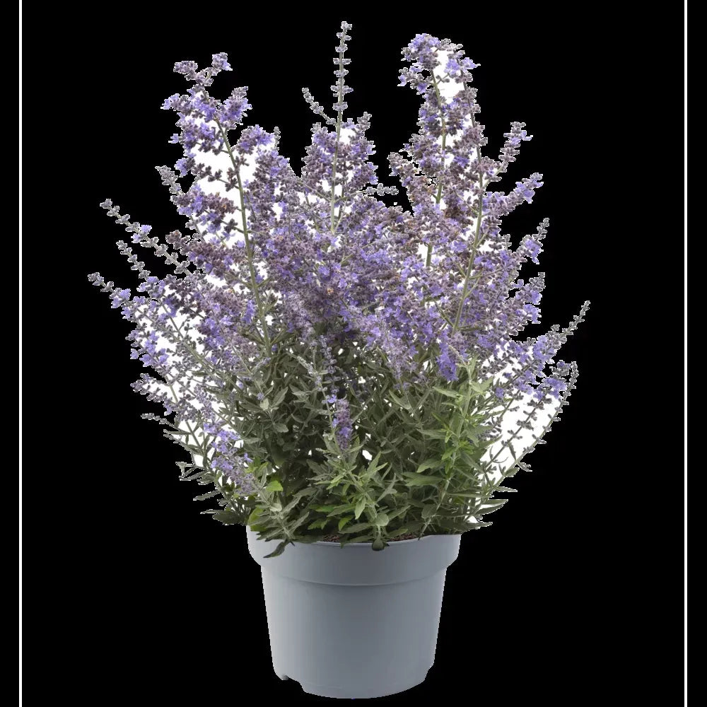 G468 Perovskia Atriplicifolia - View 10 from www redcrocus com