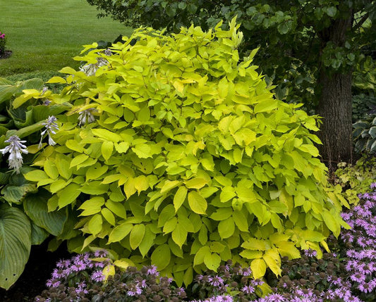 G502 Aralia Cordata Sun King - View 1 from www redcrocus com
