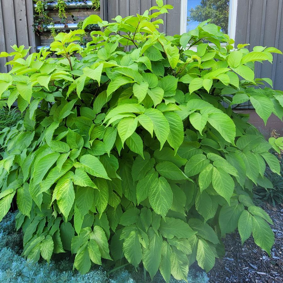 G502 Aralia Cordata Sun King - View 20 from www redcrocus com