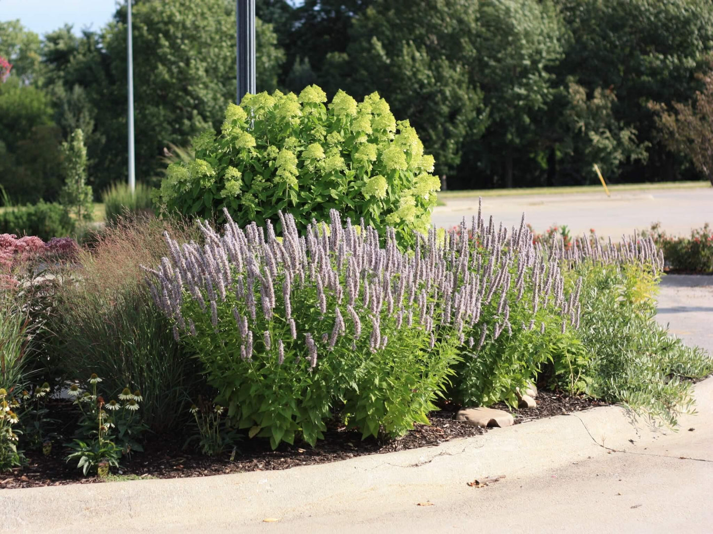 G528 Agastache X 'blue Fortune' - View 10 from www redcrocus com