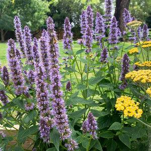 G528 Agastache X 'blue Fortune' - View 11 from www redcrocus com