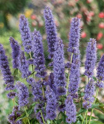 G528 Agastache X 'blue Fortune' - View 12 from www redcrocus com