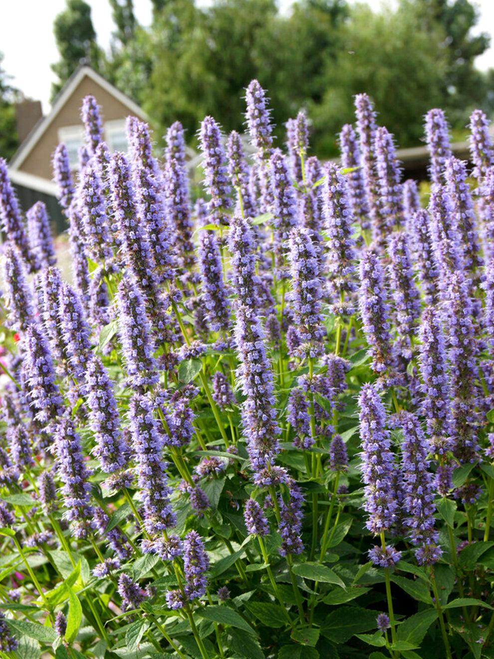 G528 Agastache X 'blue Fortune' - View 13 from www redcrocus com