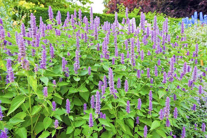 G528 Agastache X 'blue Fortune' - View 14 from www redcrocus com