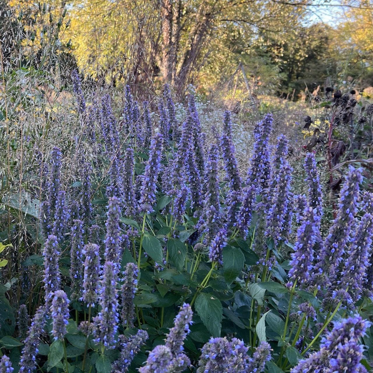 G528 Agastache X 'blue Fortune' - View 15 from www redcrocus com