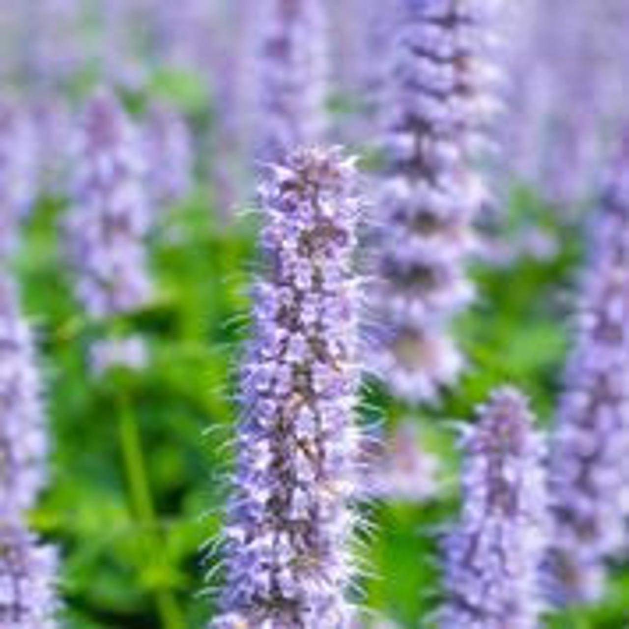 G528 Agastache X 'blue Fortune' - View 16 from www redcrocus com