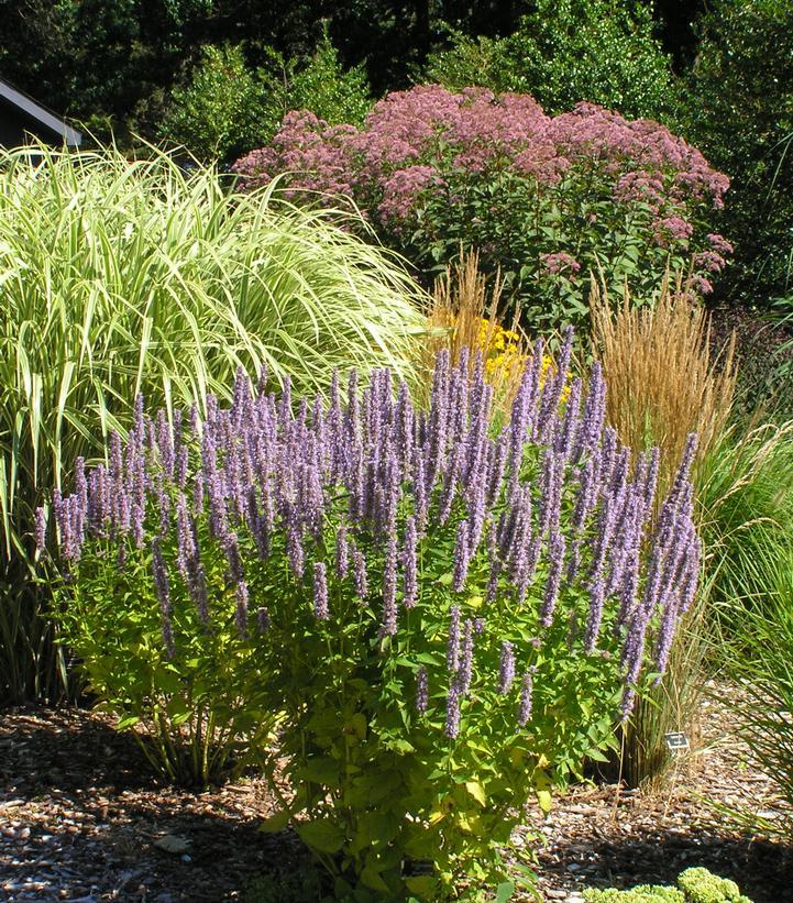 G528 Agastache X 'blue Fortune' - View 17 from www redcrocus com