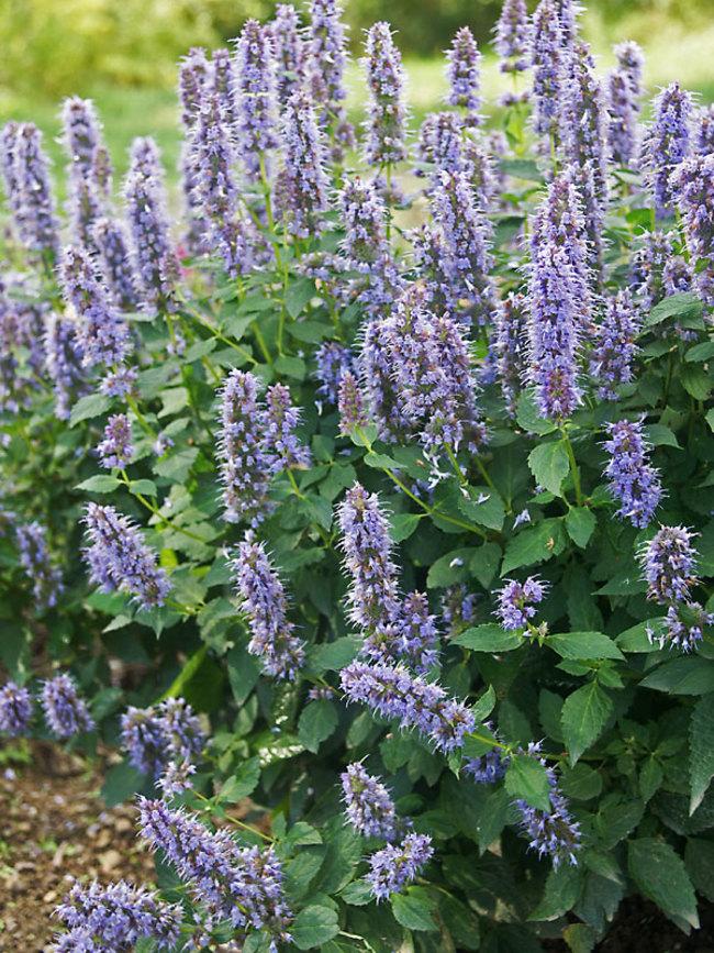 G528 Agastache X 'blue Fortune' - View 1 from www redcrocus com