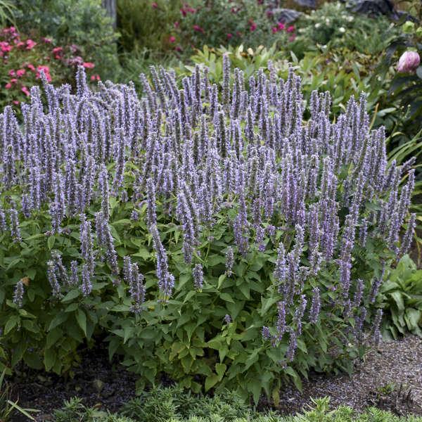 G528 Agastache X 'blue Fortune' - View 2 from www redcrocus com