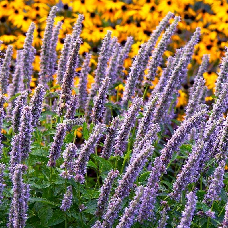 G528 Agastache X 'blue Fortune' - View 3 from www redcrocus com