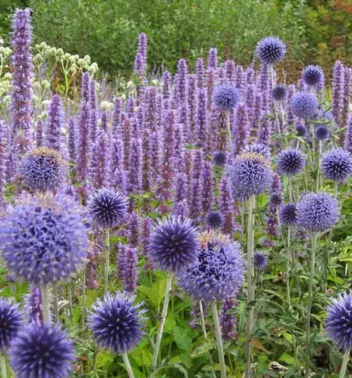 G528 Agastache X 'blue Fortune' - View 4 from www redcrocus com