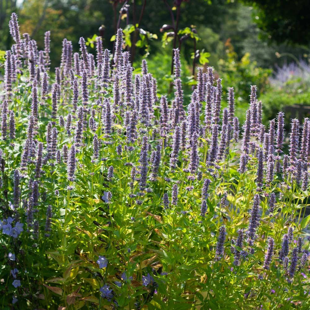 G528 Agastache X 'blue Fortune' - View 5 from www redcrocus com