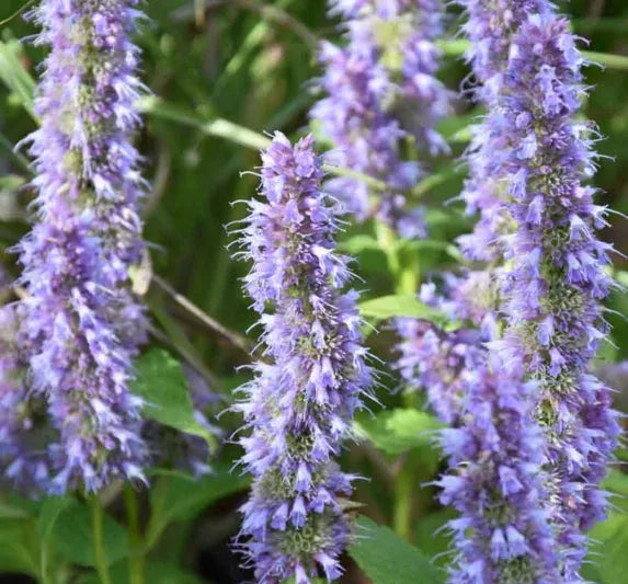 G528 Agastache X 'blue Fortune' - View 6 from www redcrocus com