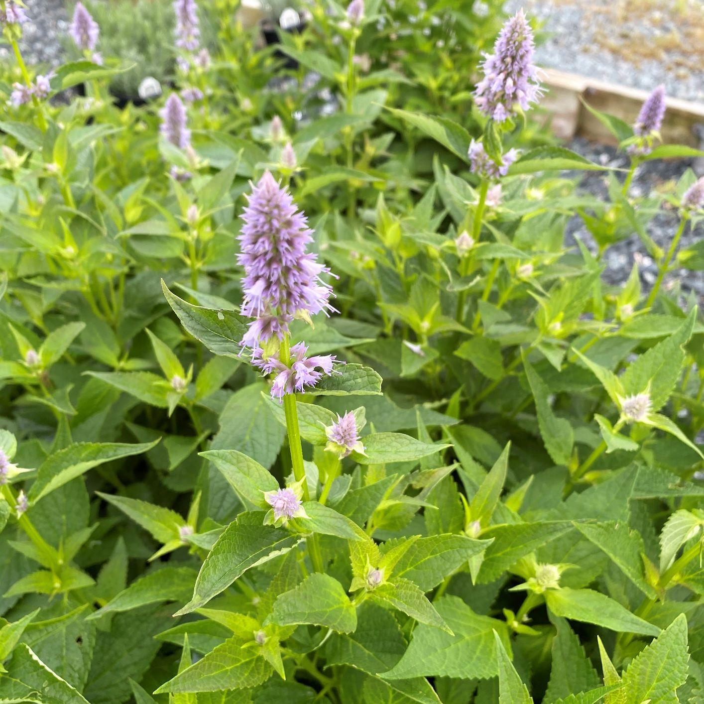 G528 Agastache X 'blue Fortune' - View 7 from www redcrocus com