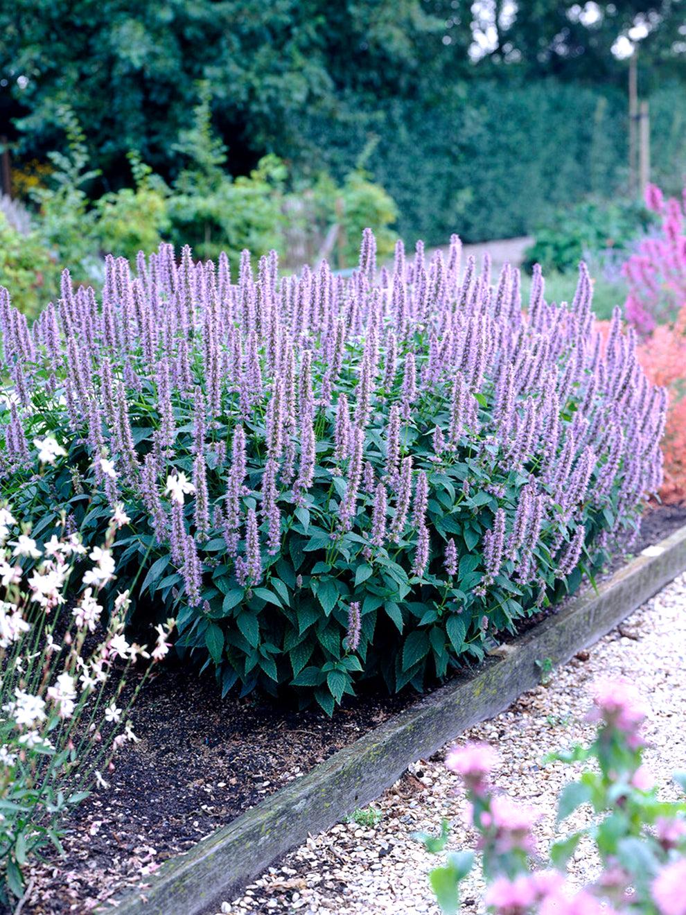 G528 Agastache X 'blue Fortune' - View 8 from www redcrocus com