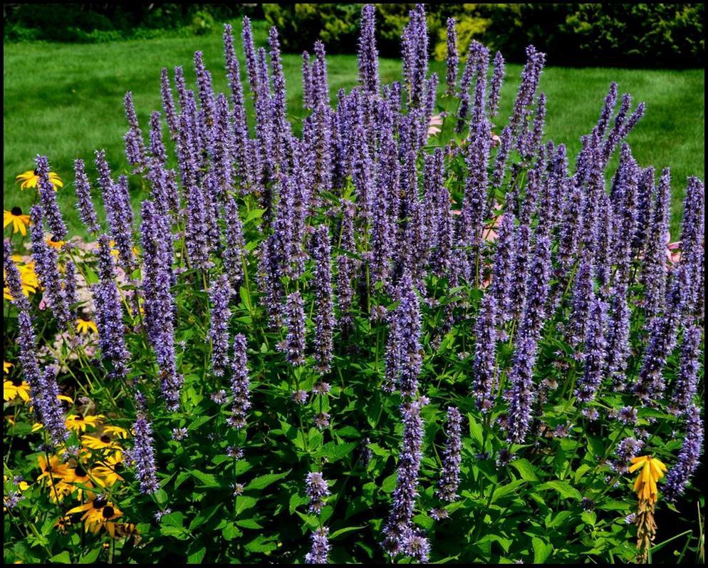 G528 Agastache X 'blue Fortune' - View 9 from www redcrocus com