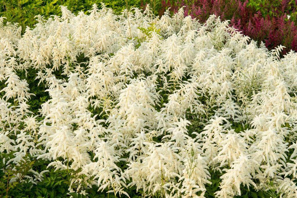 G551 Astilbe Japonica 'deutschland' - View 10 from www redcrocus com